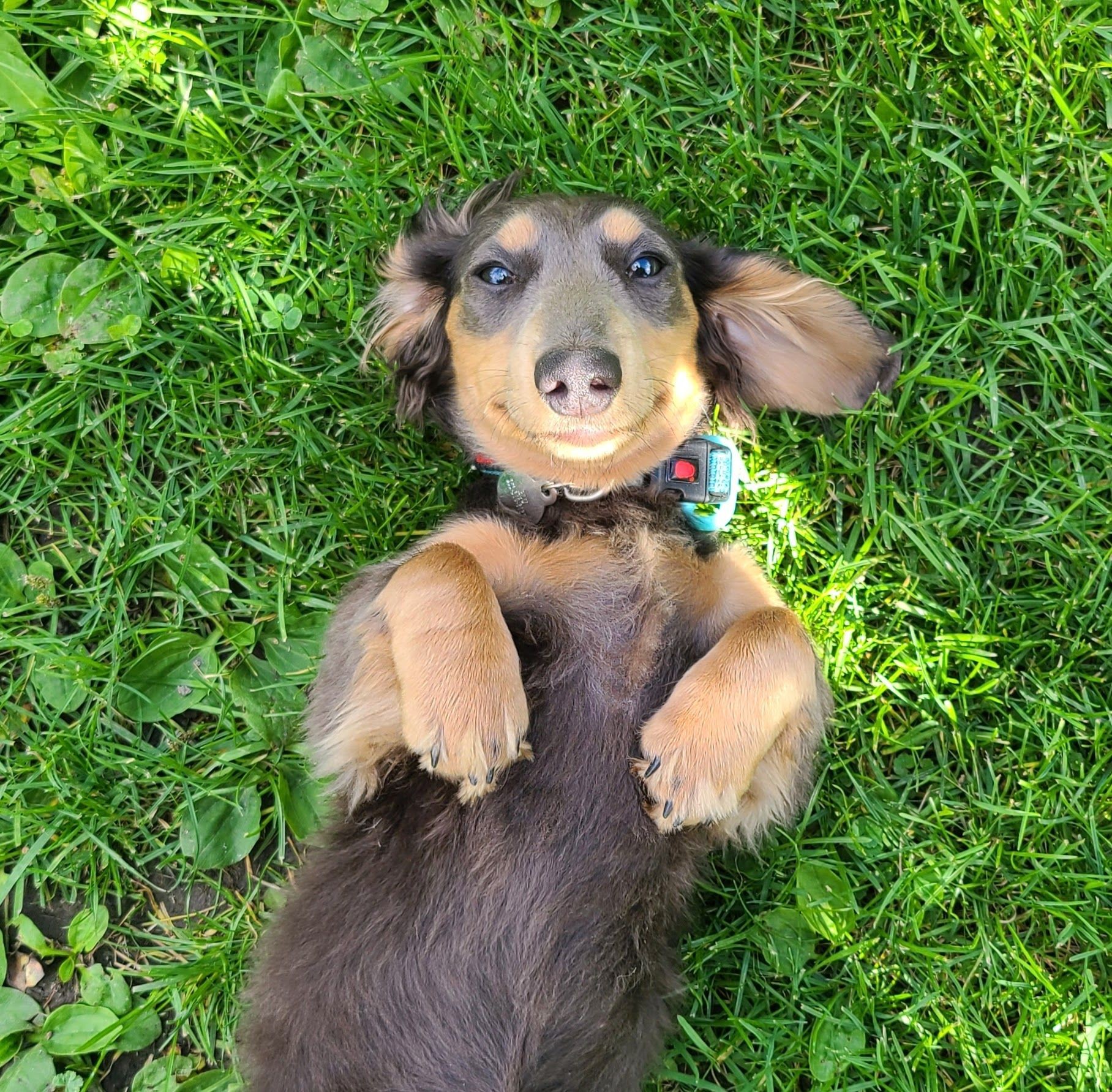 Playful long-haired Dachshund lying belly-up on green grass, wearing a GentleSteps™ training collar during a relaxed outdoor moment.