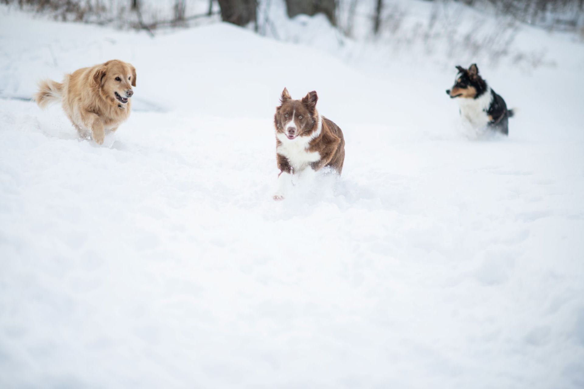 Three happy dogs running through fresh snow in Okanogan County, WA – ideal for safe underground dog fencing solutions