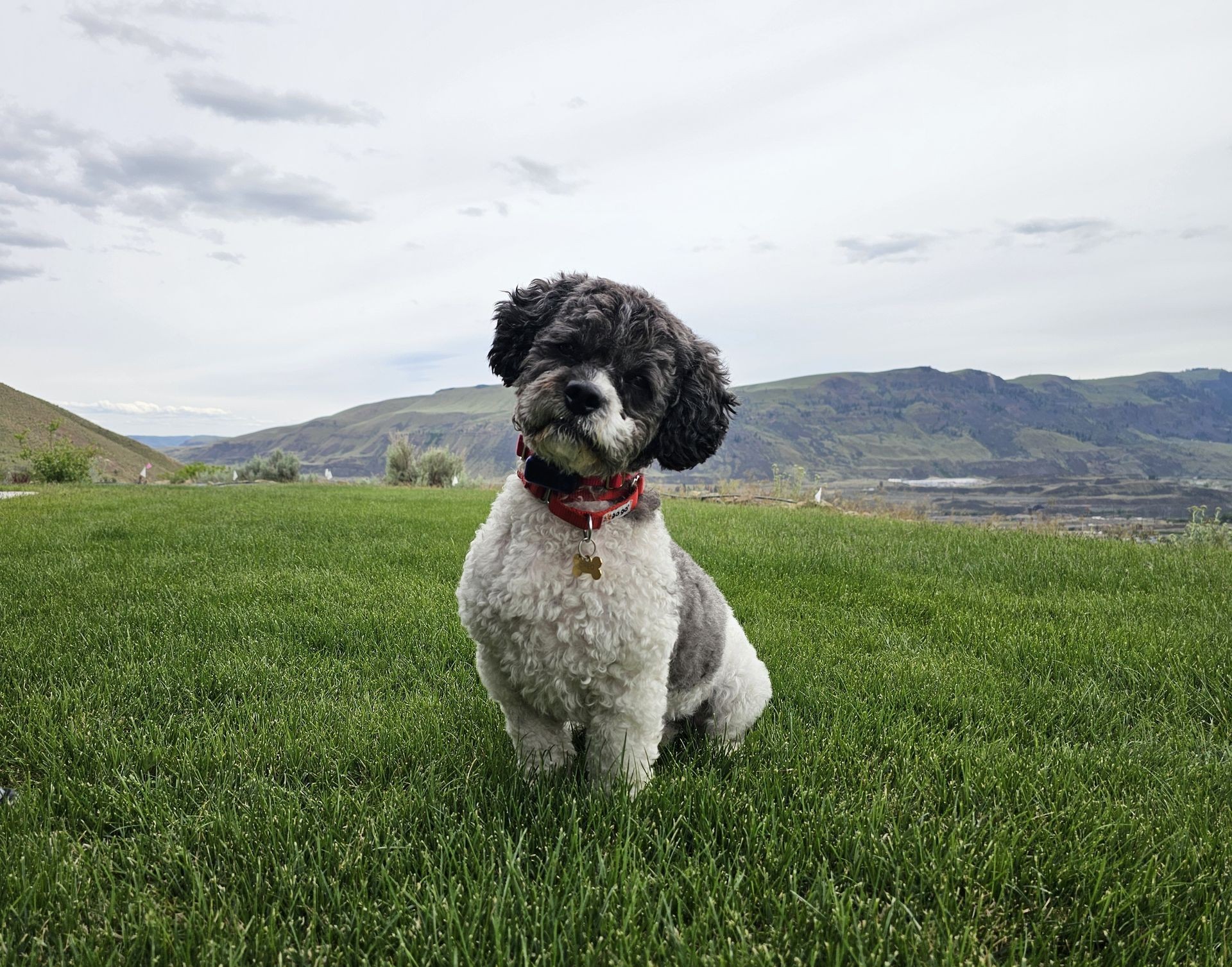 Black and white Poodle mix wearing a red collar sits on green grass during GentleSteps™ training with scenic river valley and hills in Eastern Washington in the background.