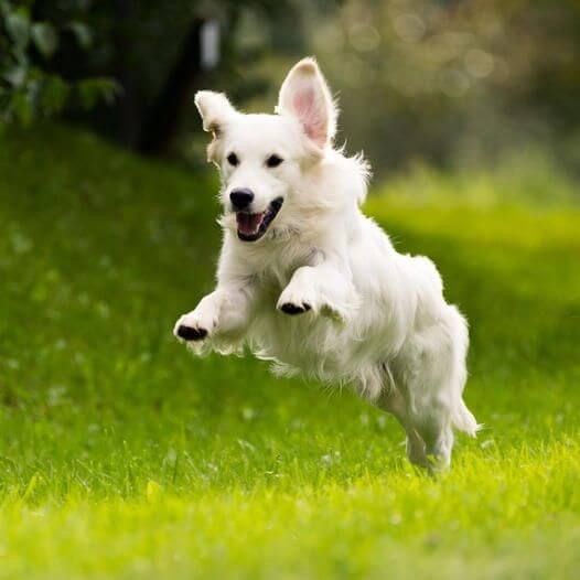Happy white dog running full speed across a grassy yard on a sunny day.
