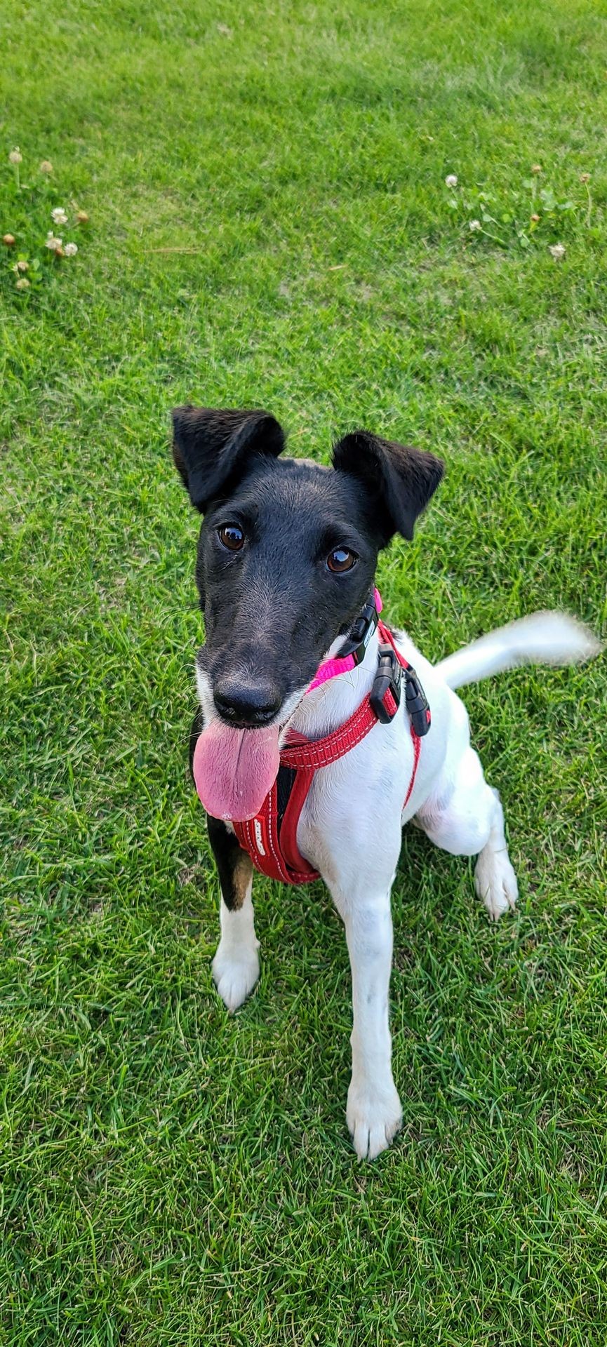 Happy dog sitting on grass wearing a red harness in Spokane County, WA — ready for underground dog fence installation and training