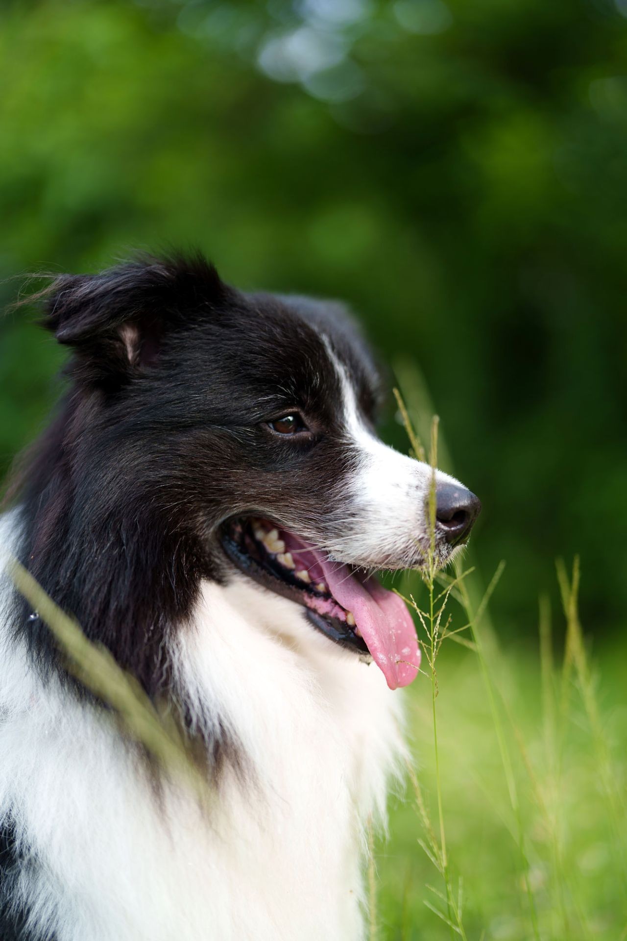 Happy Border Collie in a grassy field in Grant County, WA