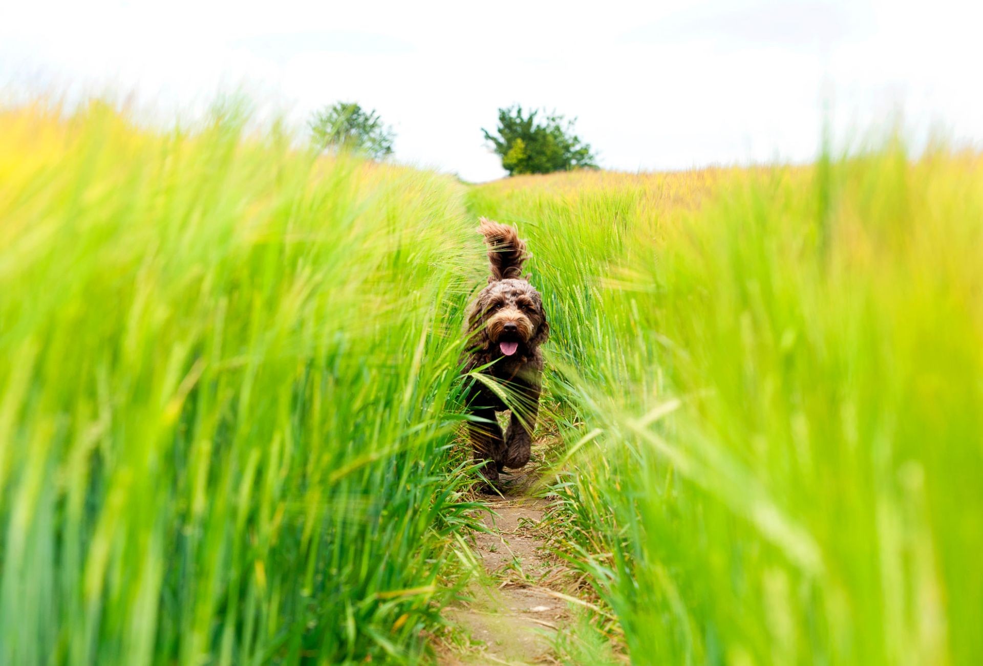Dog running through a lush wheat field in Douglas County, WA — symbolizing freedom and safety with an underground dog fence.
