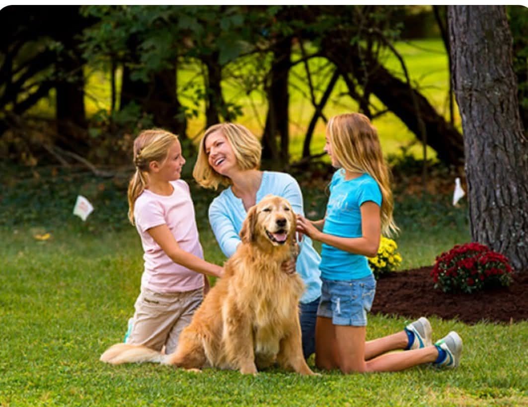 A happy family with two children and a Golden Retriever enjoying time together in a yard protected by a Pet Stop® underground dog fence.