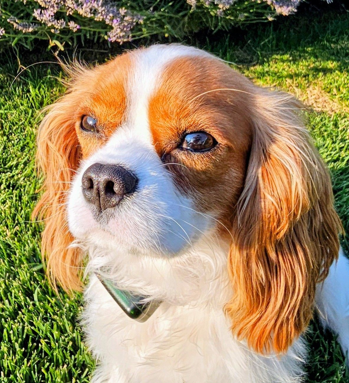 Cavalier King Charles Spaniel relaxing outdoors with UltraCare™ EcoLite™ collar.