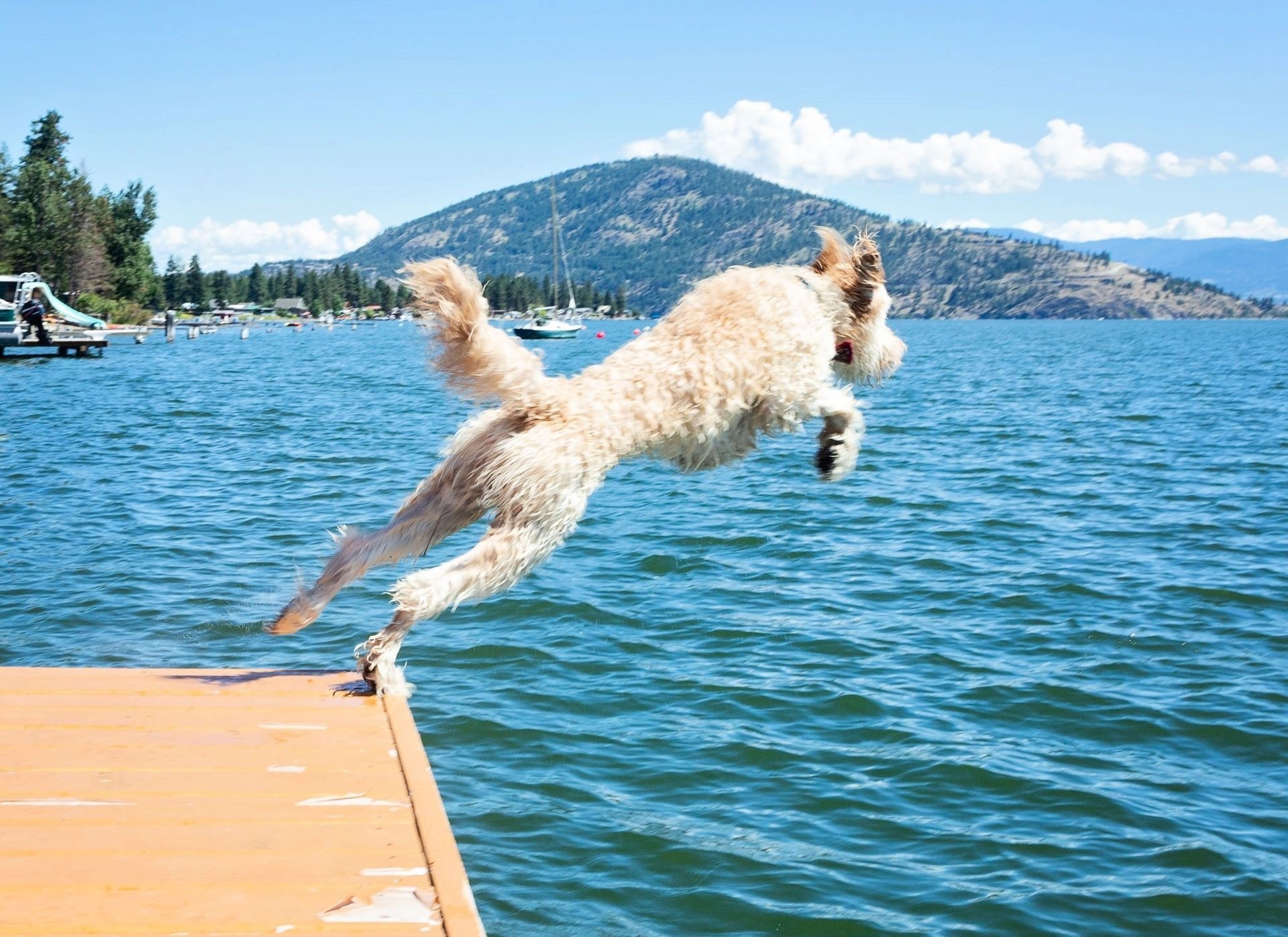 Dog jumping into Lake Chelan in Washington — enjoying outdoor freedom with Pet Stop® underground fence protection.