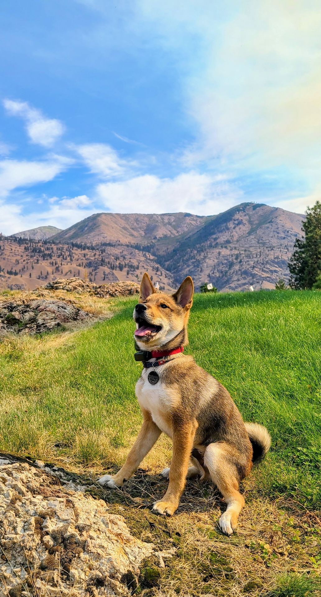Shiba Inu sitting proudly on green grass in Chelan, Washington, during GentleSteps™ training, wearing the lightweight EcoLite® with Link™ collar, with a scenic mountain view in the background.