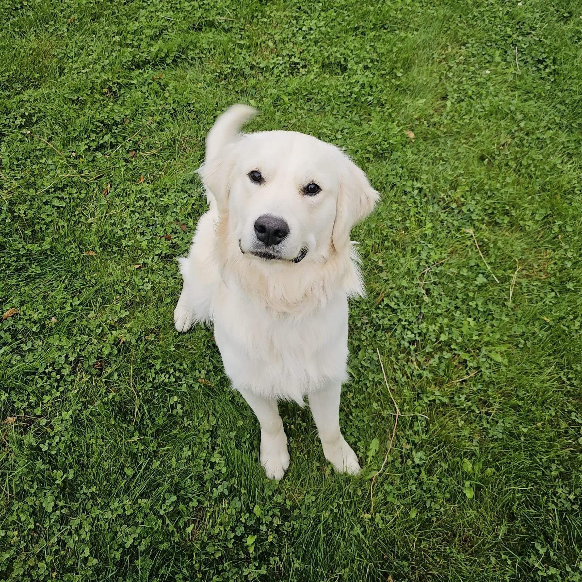 Obedient golden retriever sitting calmly in a green backyard, ready for GentleSteps™ training.