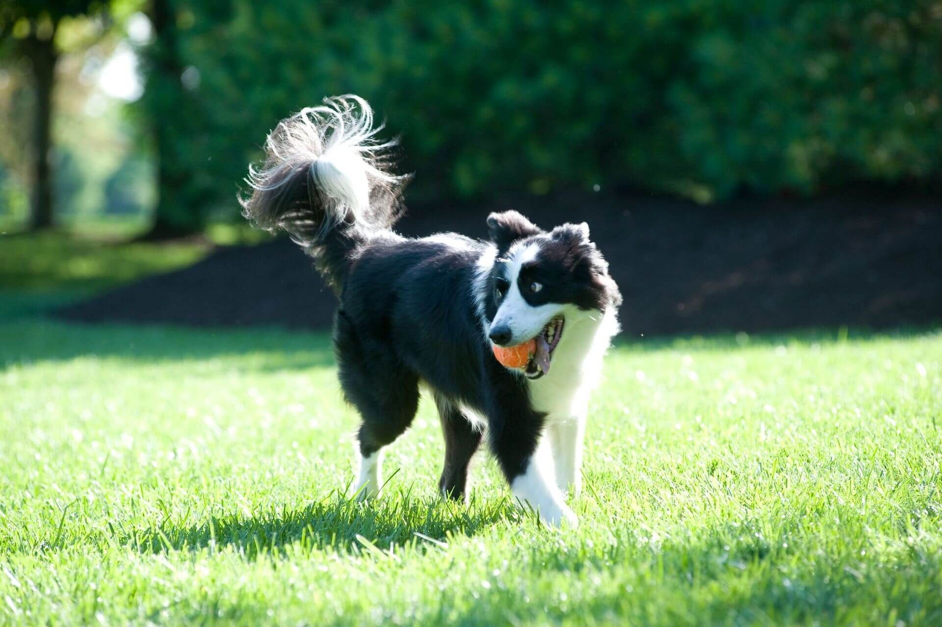 Border Collie playing fetch in a grassy backyard, enjoying freedom and safety with GentleSteps™ training with Pet Stop of Eastern Washington.