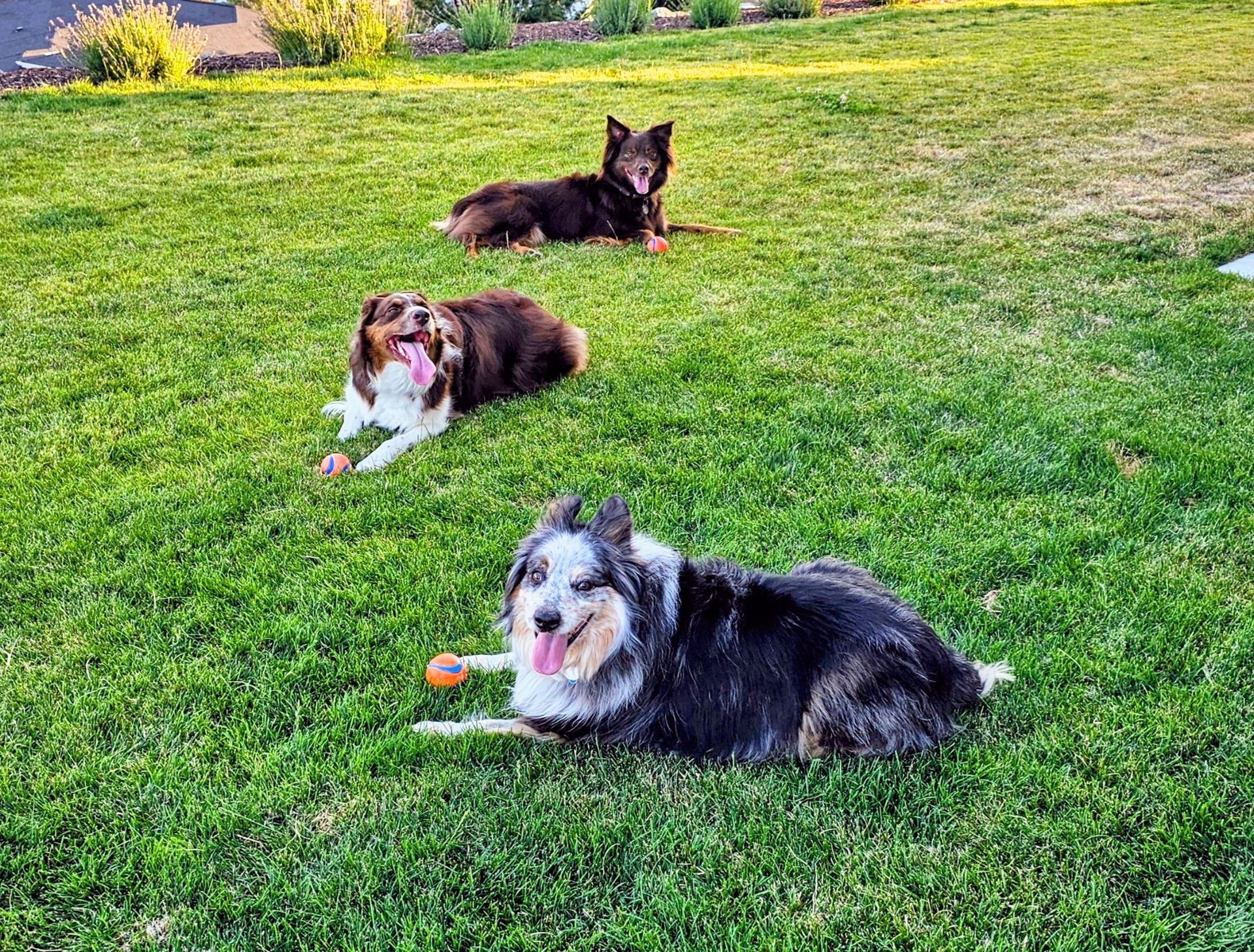 Three dogs safely playing in a grassy yard protected by an underground dog fence system.