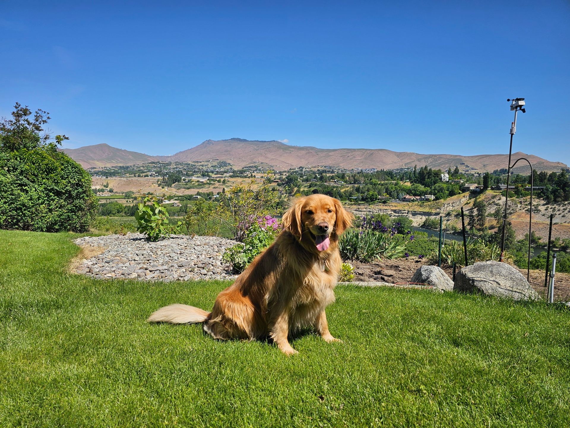 Golden Retriever sitting on a green lawn during GentleSteps™ training, overlooking the scenic hills and river valley in Wenatchee, Washington.