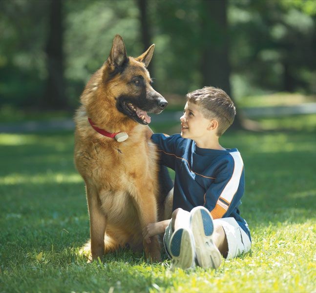 Boy and German Shepherd Sitting in Yard