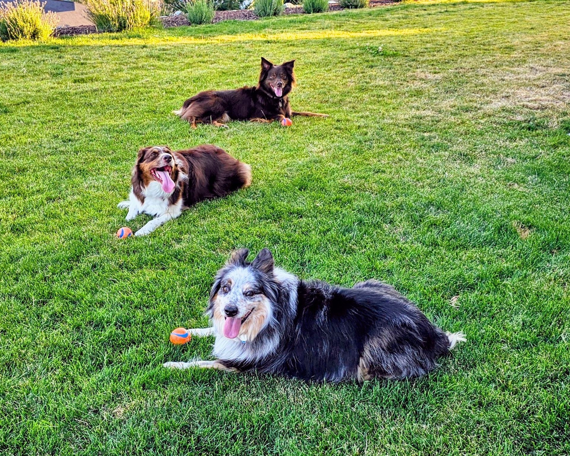 Three happy Aussies resting on a green lawn with orange fetch balls after GentleSteps™ training, enjoying playtime and sunshine in Eastern Washington.