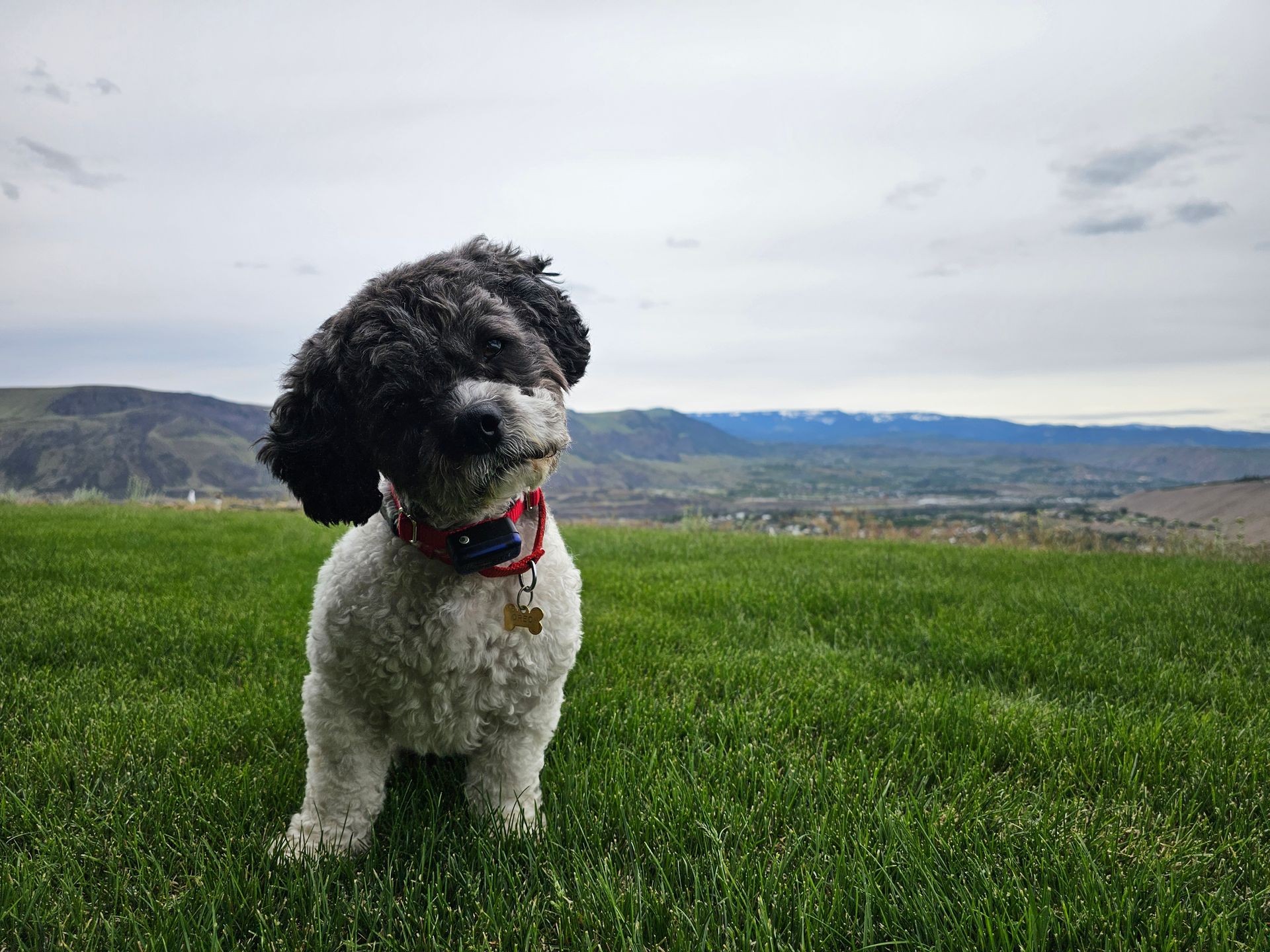 Small black and white dog standing on green grass with hills in the background in Eastern Washington