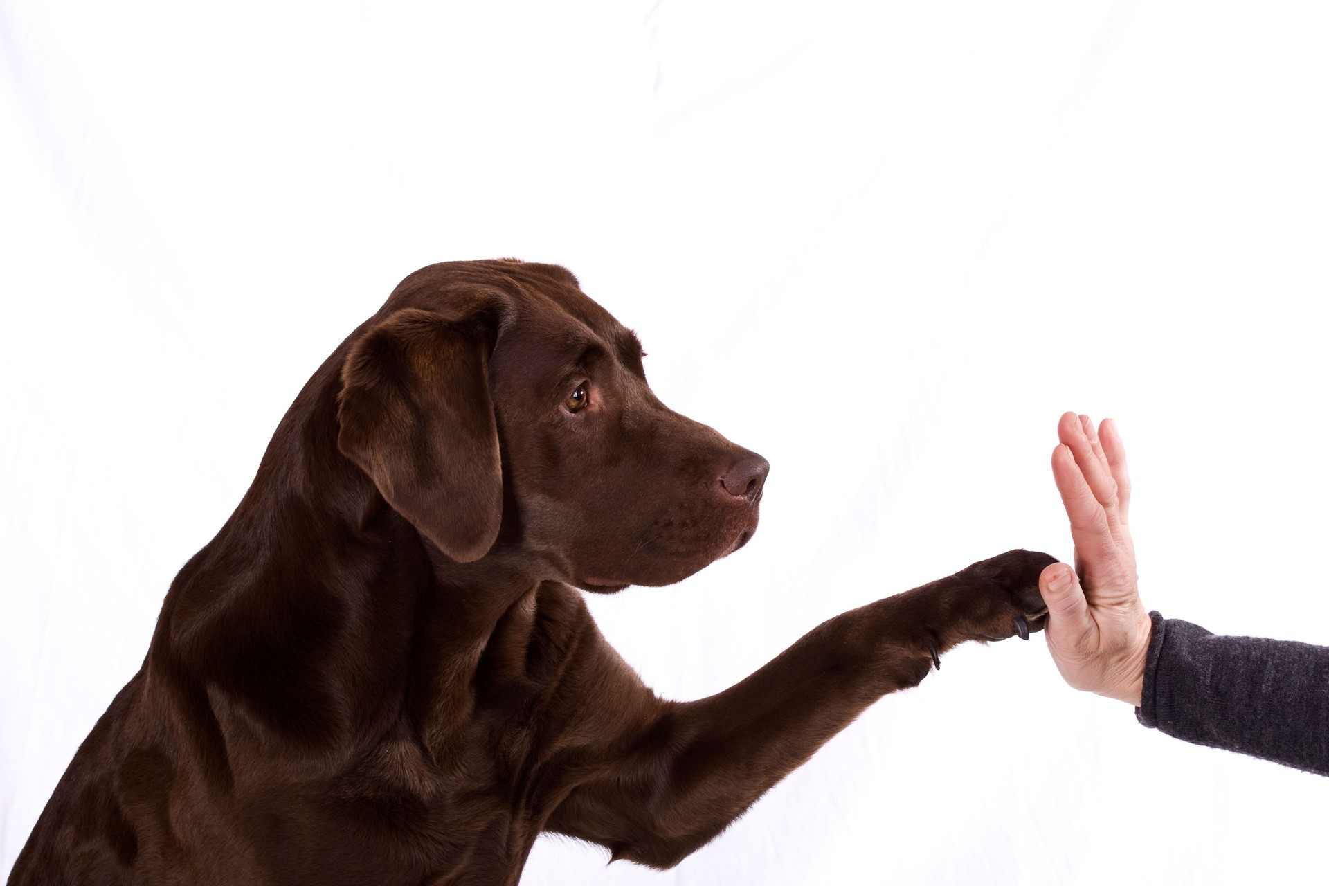 Dog giving a high five to a person, symbolizing local commitment and personal service for pet containment