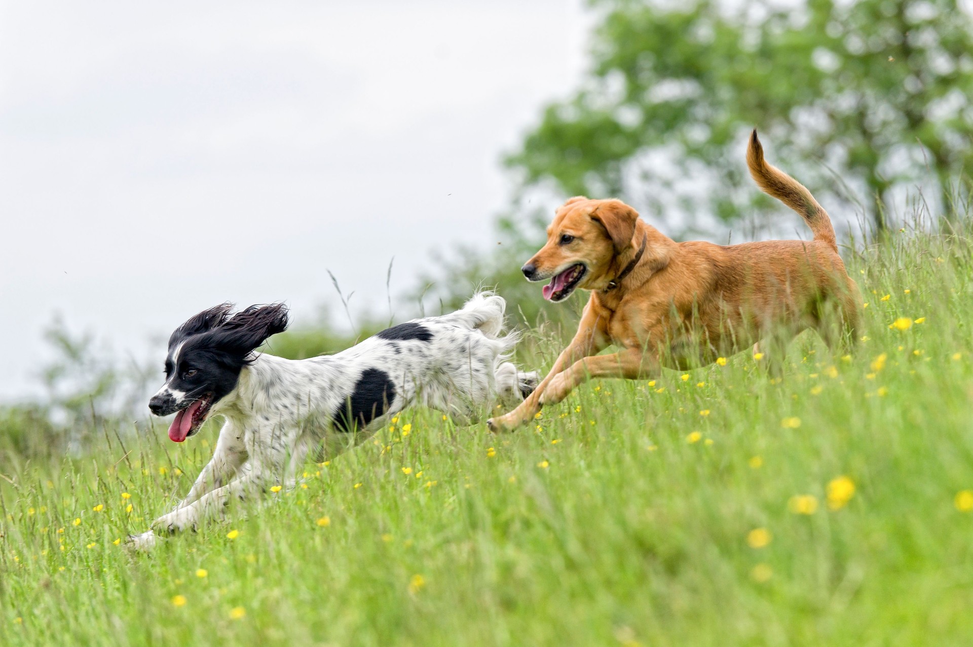 Two happy dogs running in a field, protected by Pet Stop of Eastern Washington's underground dog fence system.