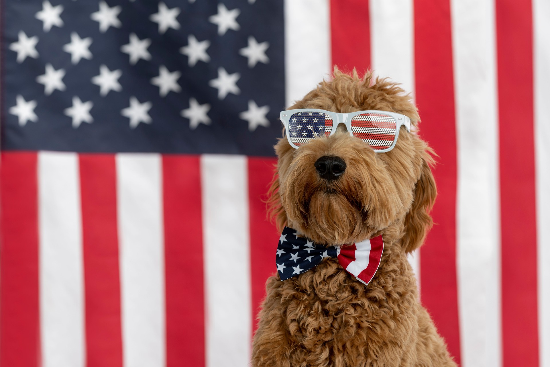 Dog celebrating American-made Pet Stop® dog fences