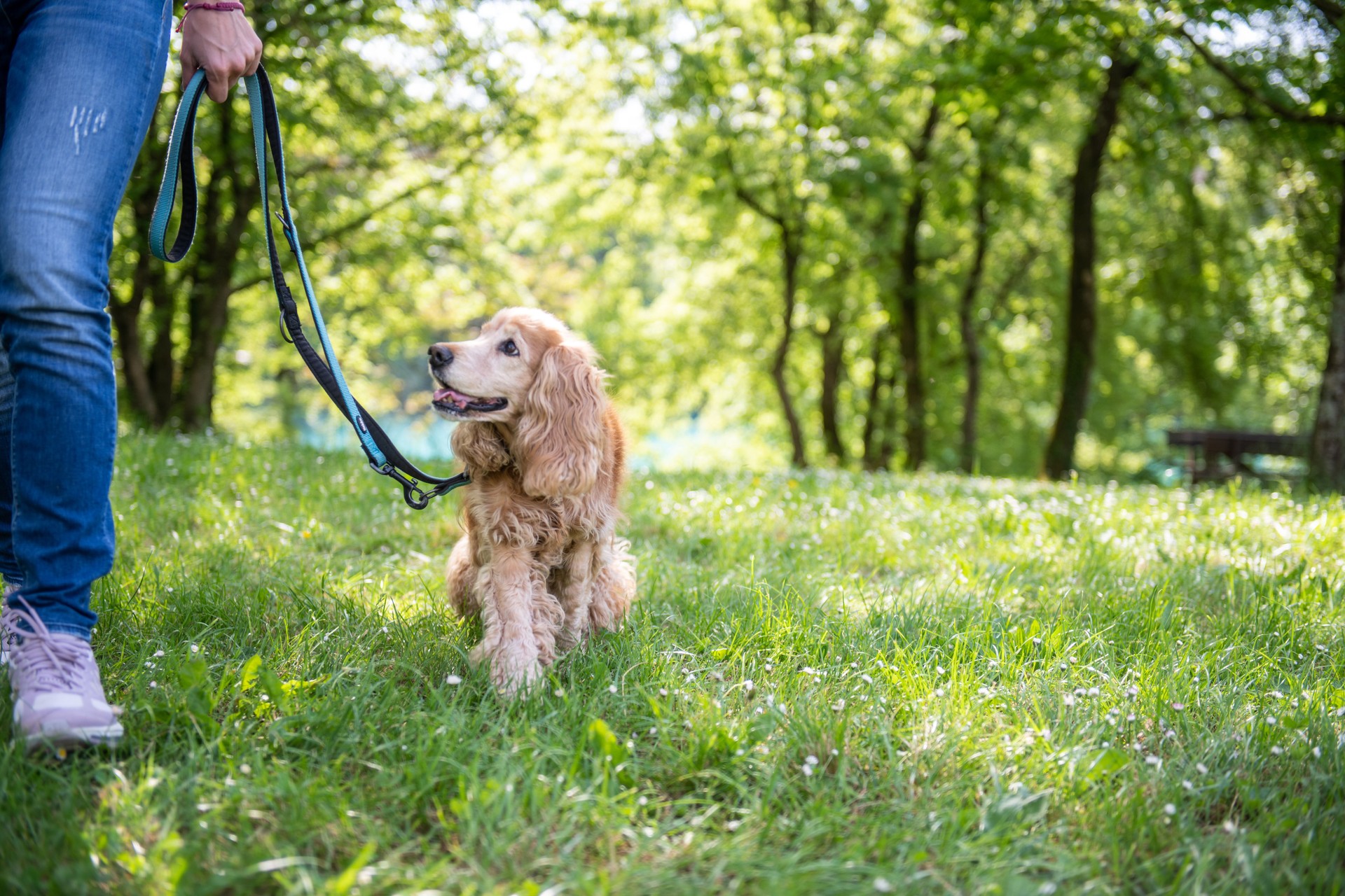 Golden Cocker Spaniel walking on leash through green grass during GentleSteps™ training session in Eastern Washington