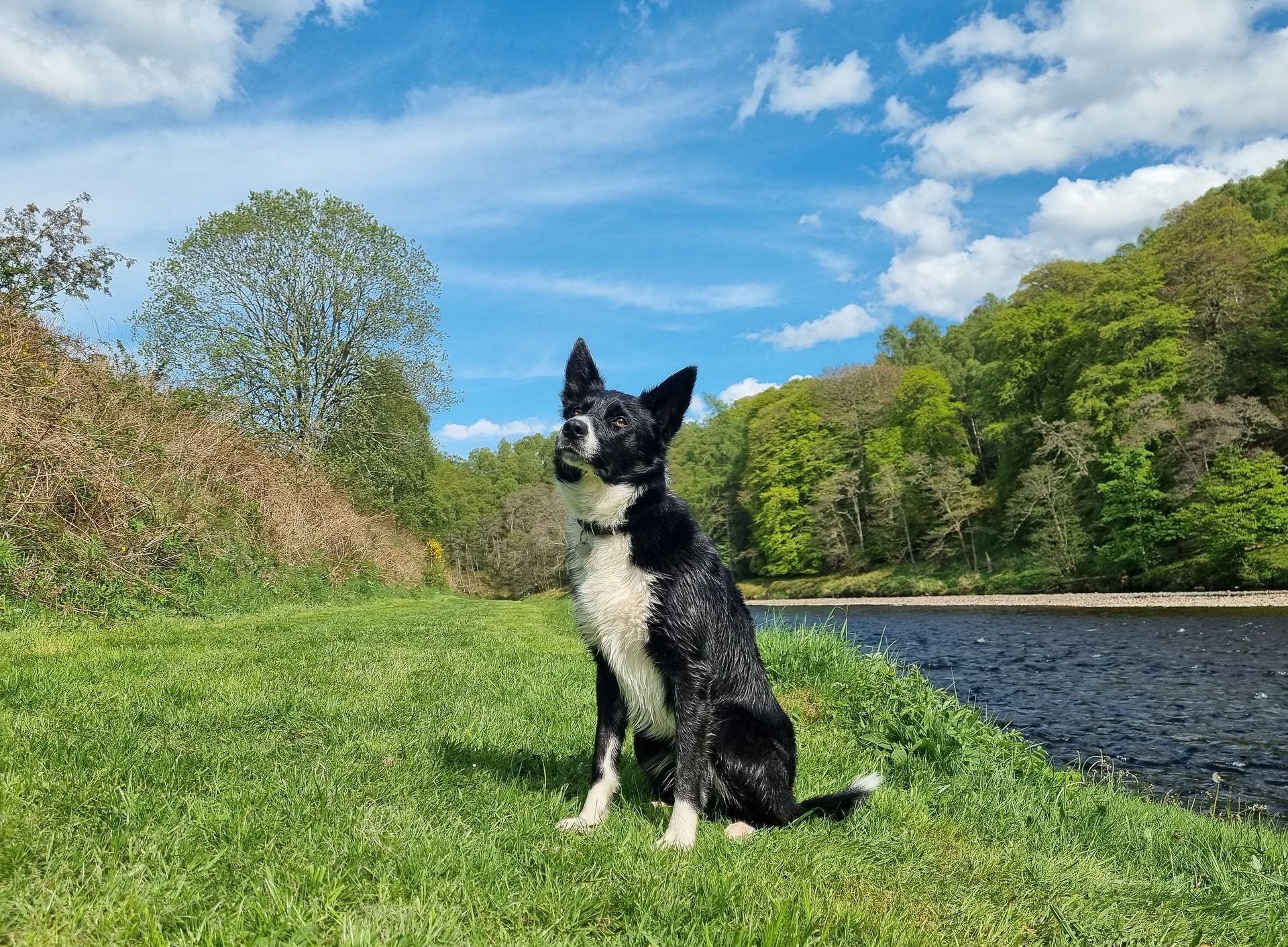 Collie dog by the river