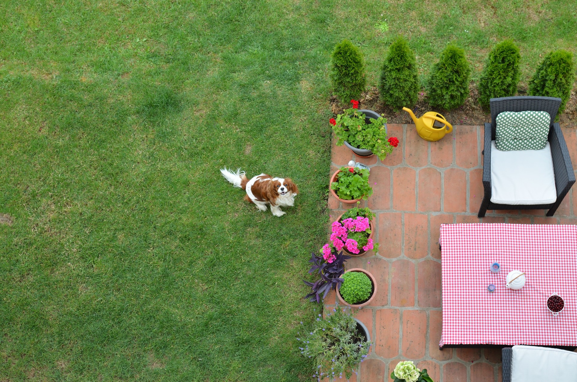 Cavalier King Charles Spaniel on a lawn