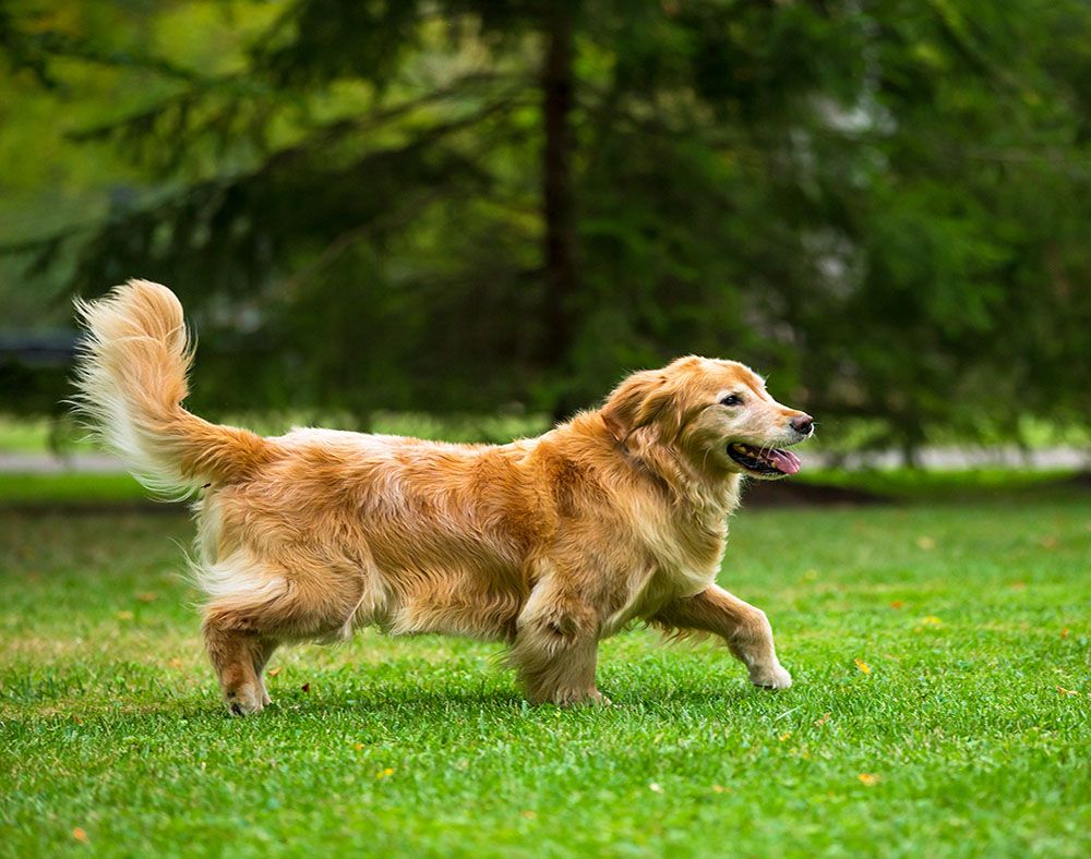 Pet stop dog clearance fence